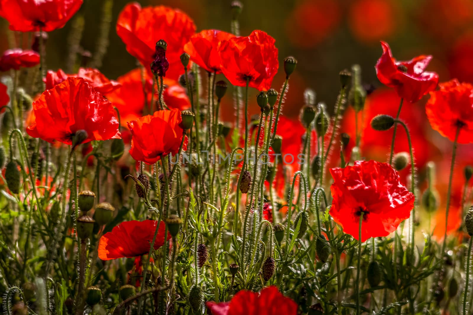 Field of Poppies in Sussex by phil_bird