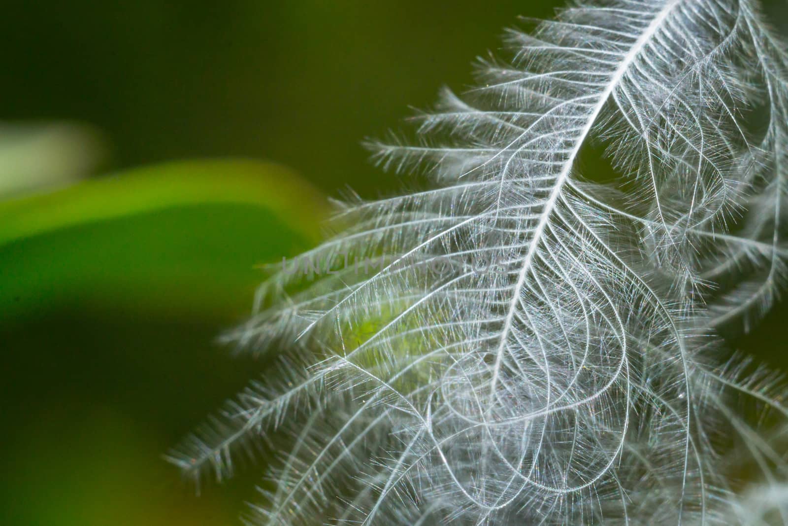 feather close-up macro photo green white wallpaper