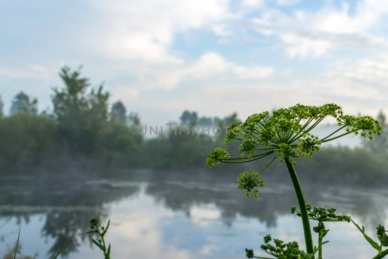 blue sky and misty forest, lake early morning lake