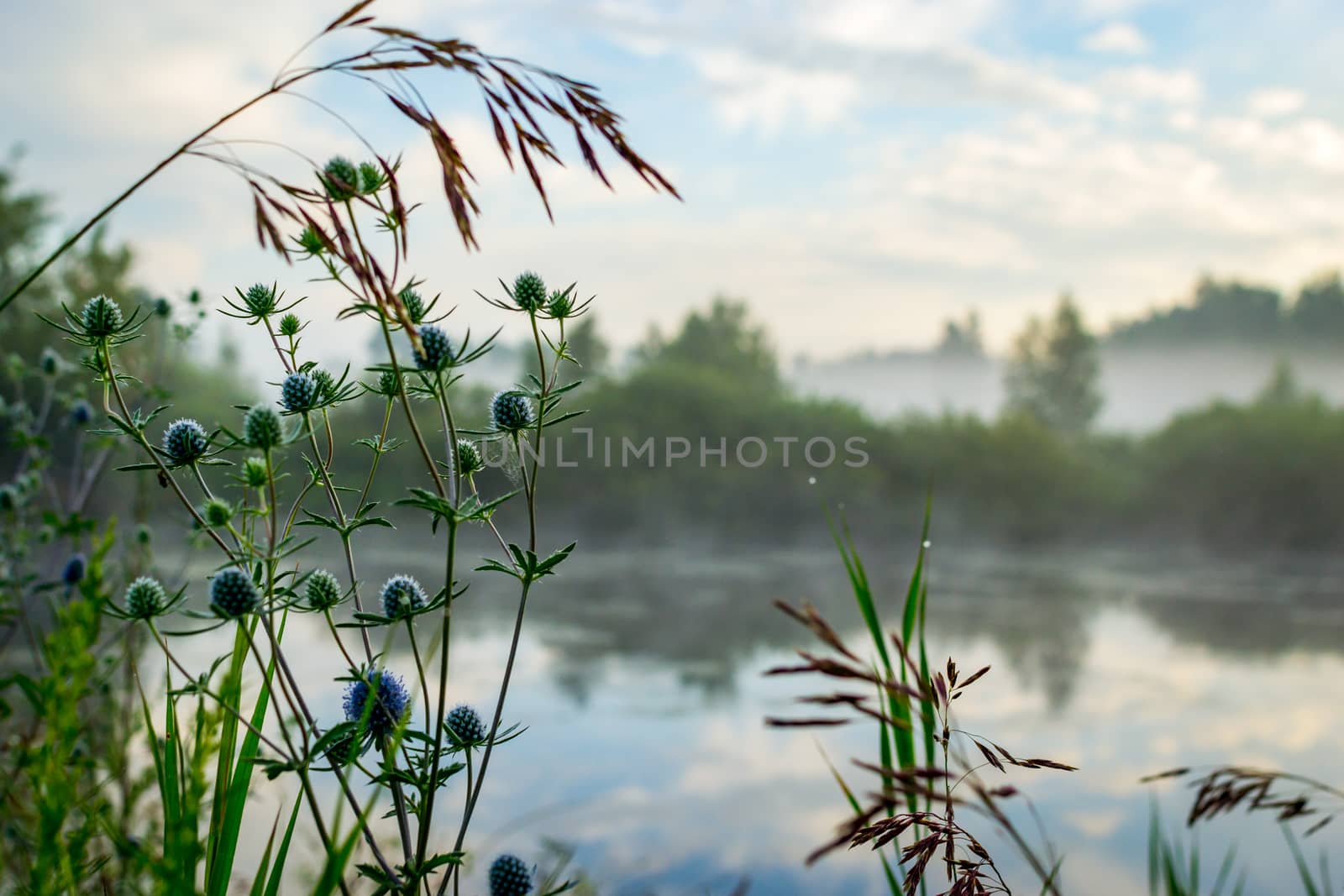 blue sky and misty forest, lake early morning lake