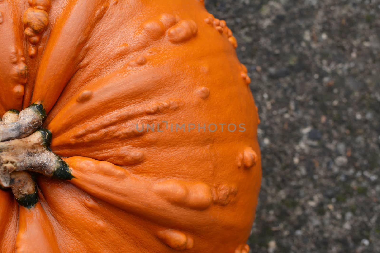 Close crop of deep orange warty pumpkin for Halloween on concrete path