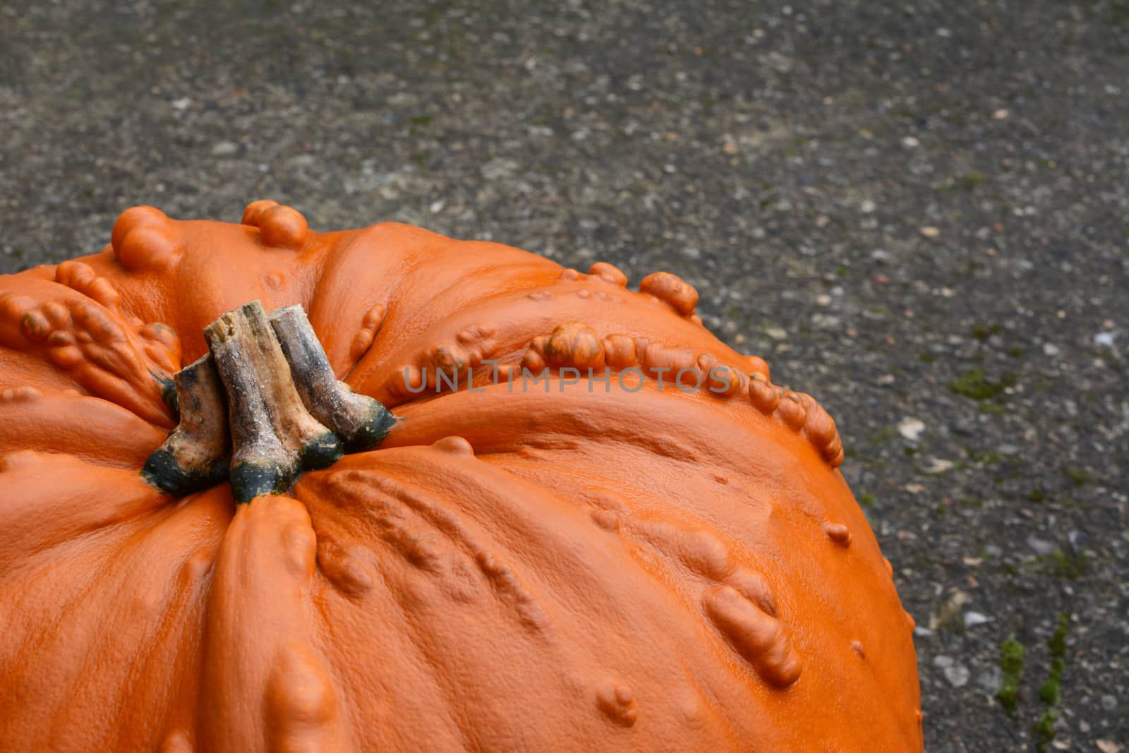 Warty, large orange Thanksgiving pumpkin on concrete path, with copy space