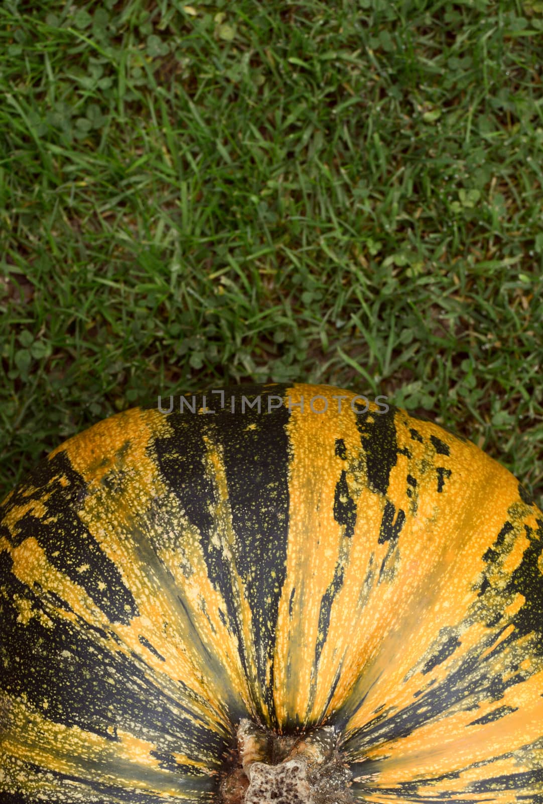 Striped green and yellow pumpkin, seen from above on grass with copy space