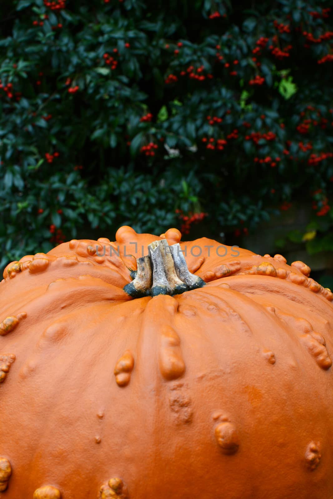 Large orange pumpkin with warty texture against background of red berries, with copy space