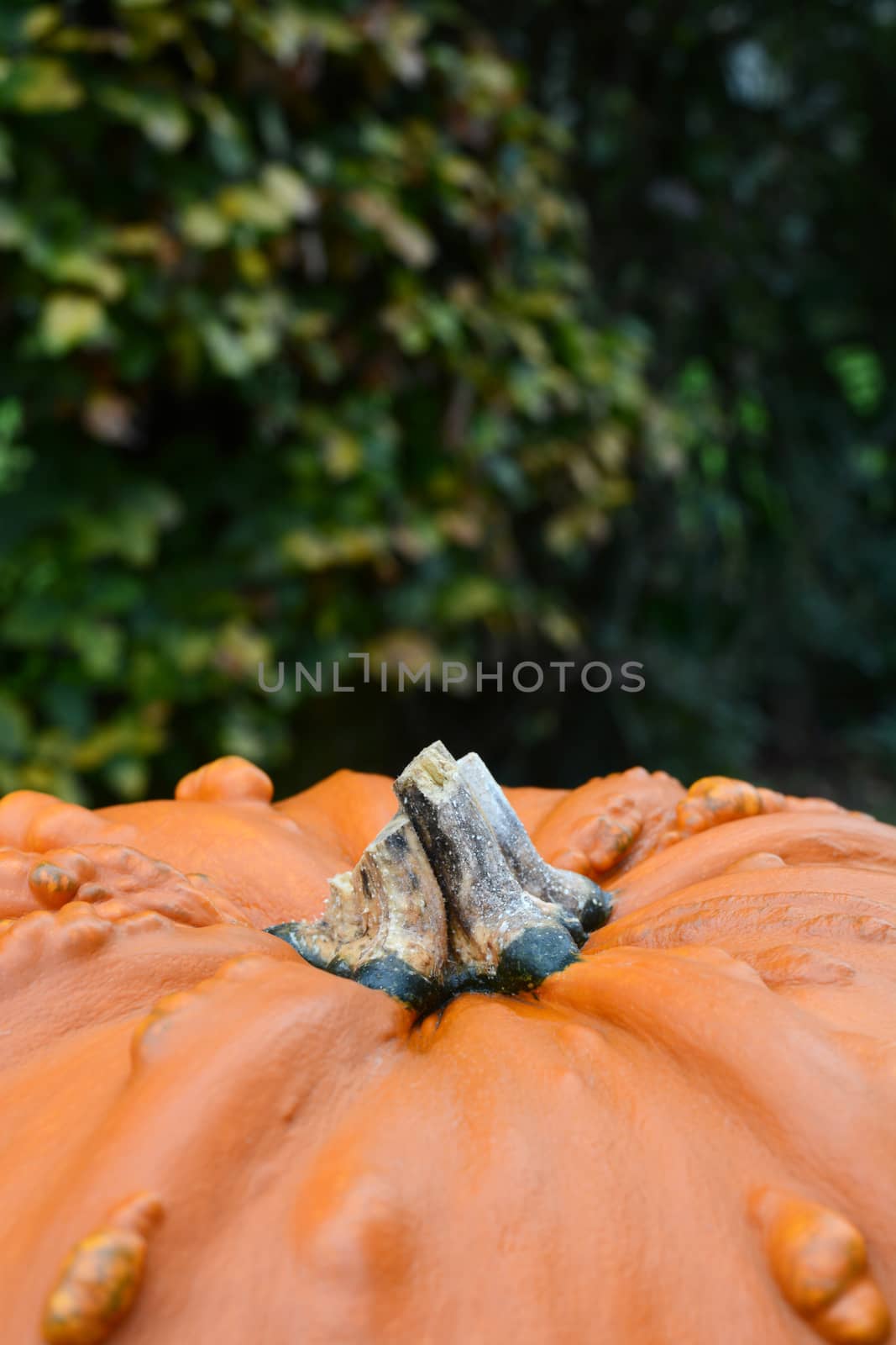 Close-up of big, warty pumpkin, against a background of beech leaves, with copy space