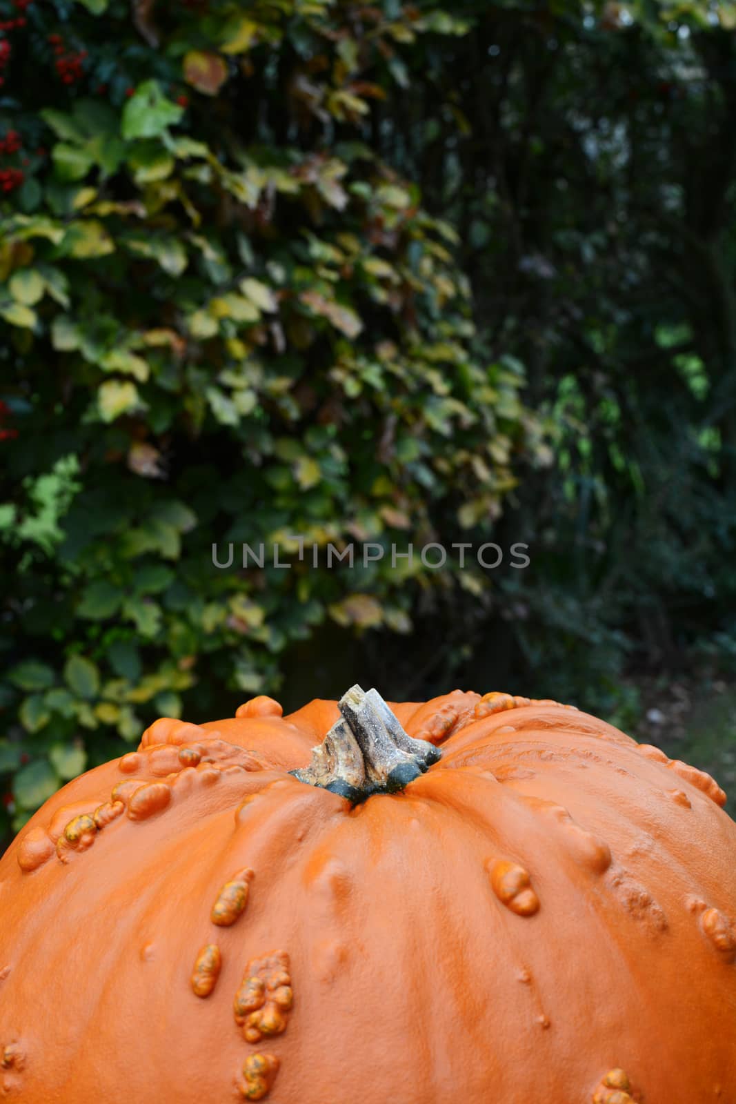 Warty orange pumpkin for Thanksgiving or Halloween, against background of green foliage, with copy space