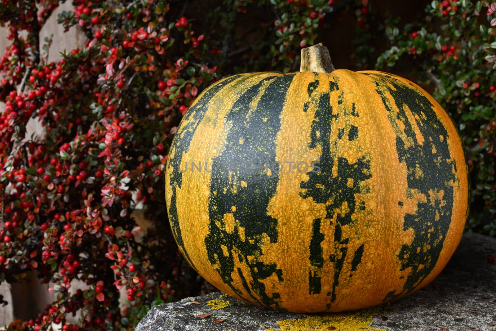 Large pumpkin with bold green and yellow stripes, surrounded by autumn cotoneaster berries