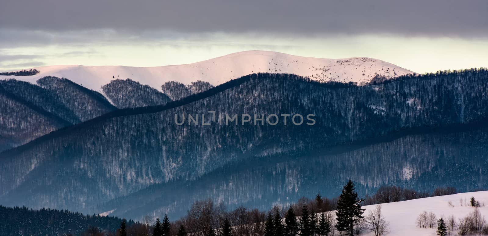 forested mountain ridge with snowy tops at dawn. beautiful nature scenery in winter