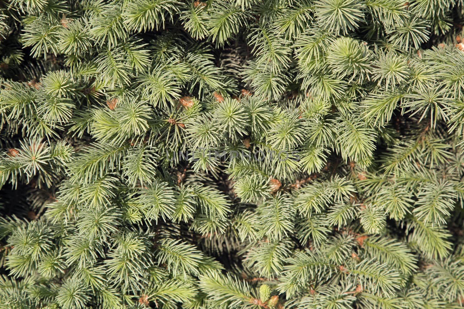 Close-up of green conifer branches in summer