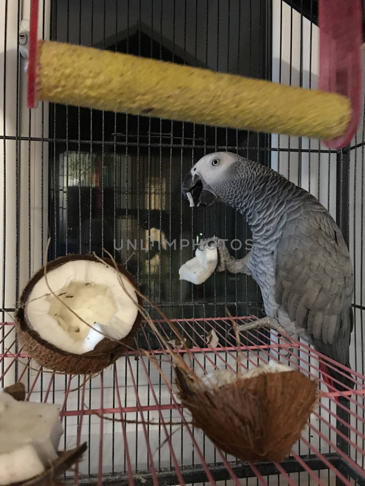 Big african grey parrot in cage with coconut fruit. Bird food concept.