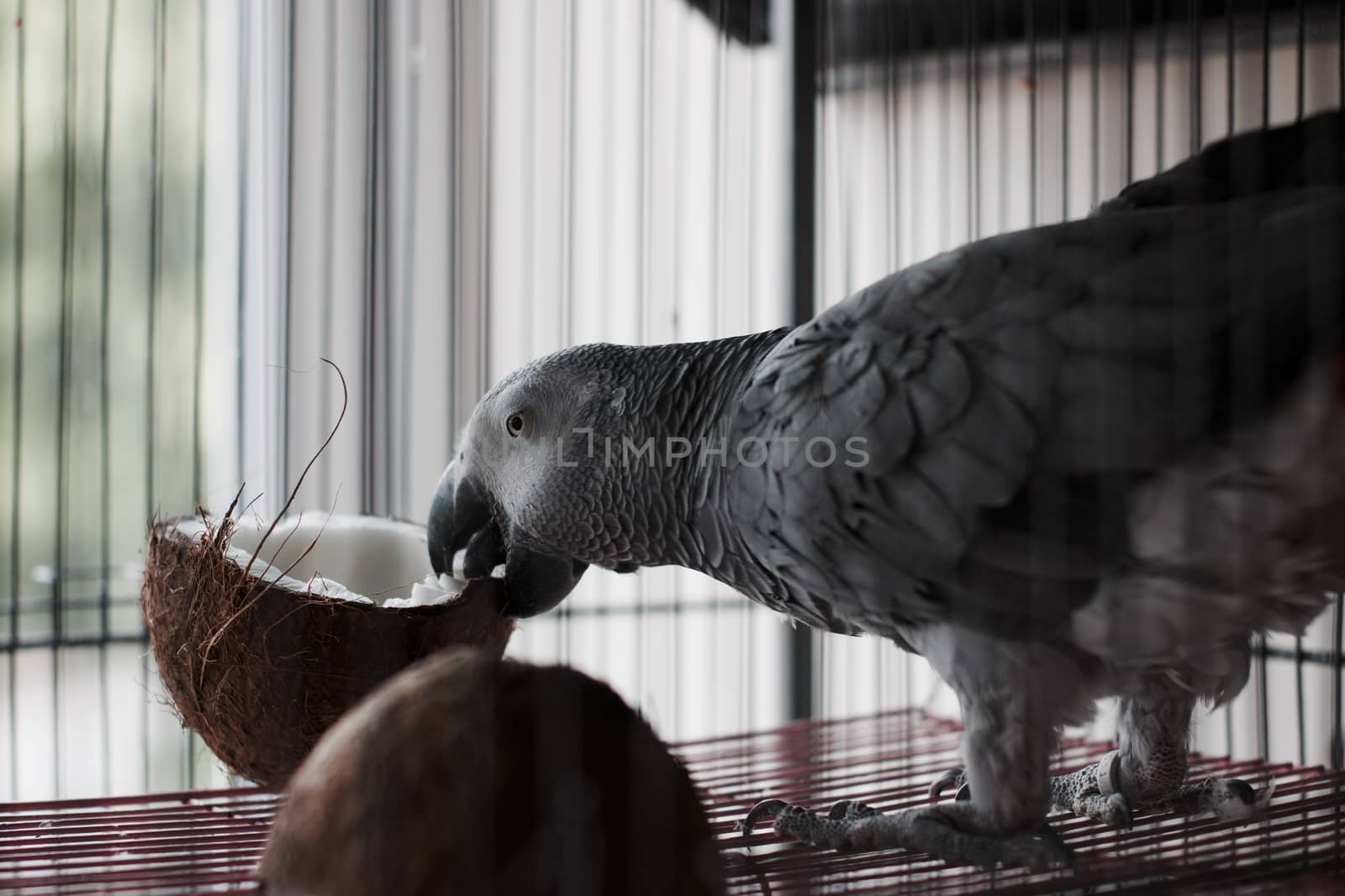Big african grey parrot in cage with coconut fruit. Bird food concept.