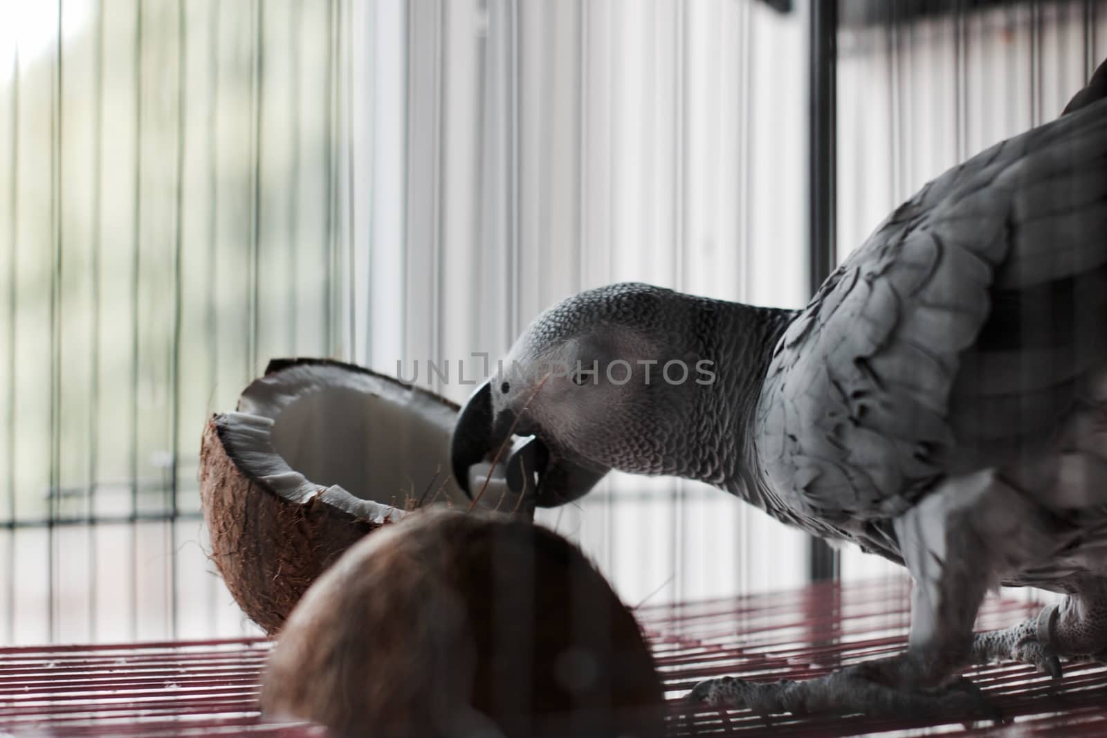 Big african grey parrot in cage with coconut fruit. Bird food concept.