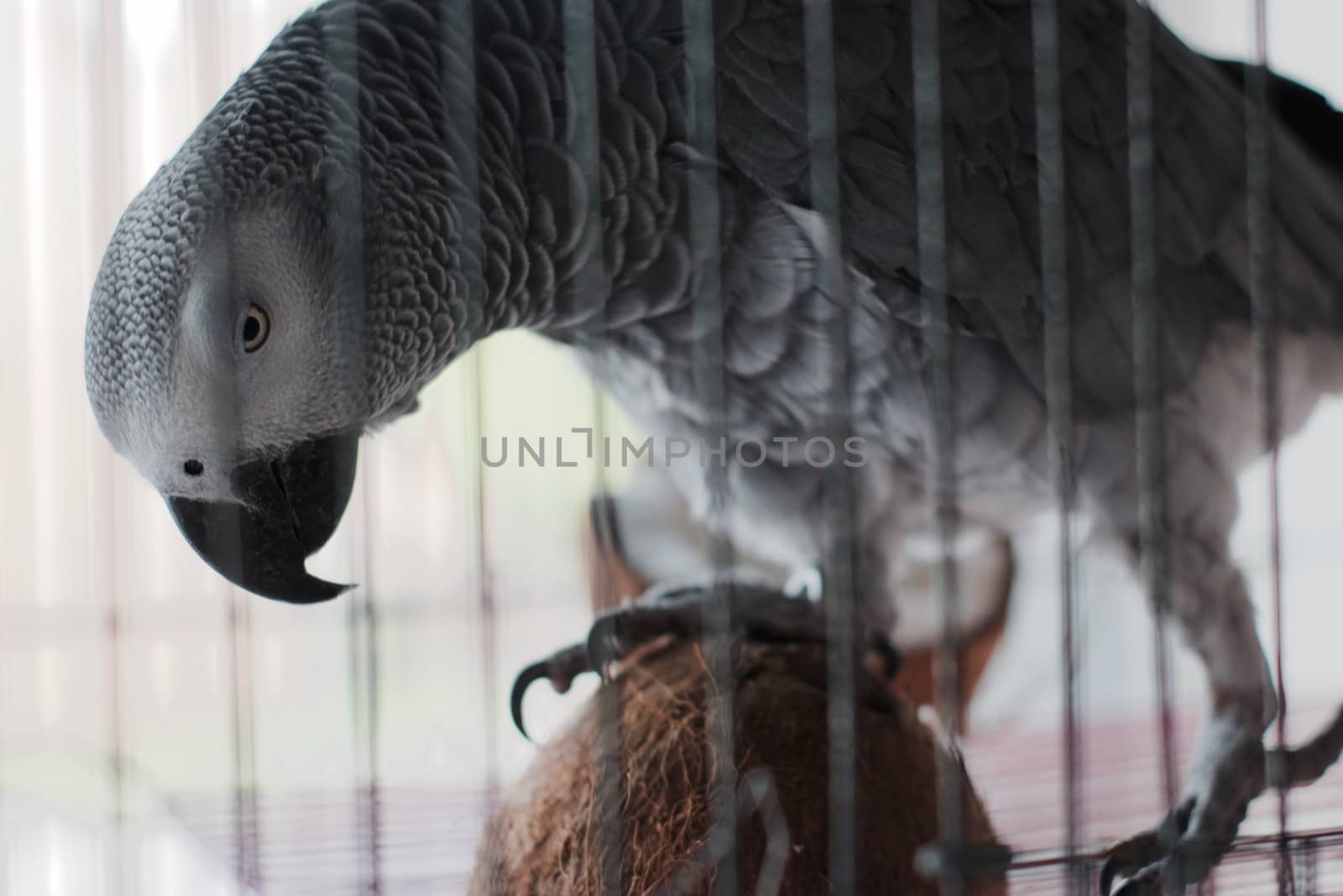 Big african grey parrot in cage with coconut fruit. Bird food concept.
