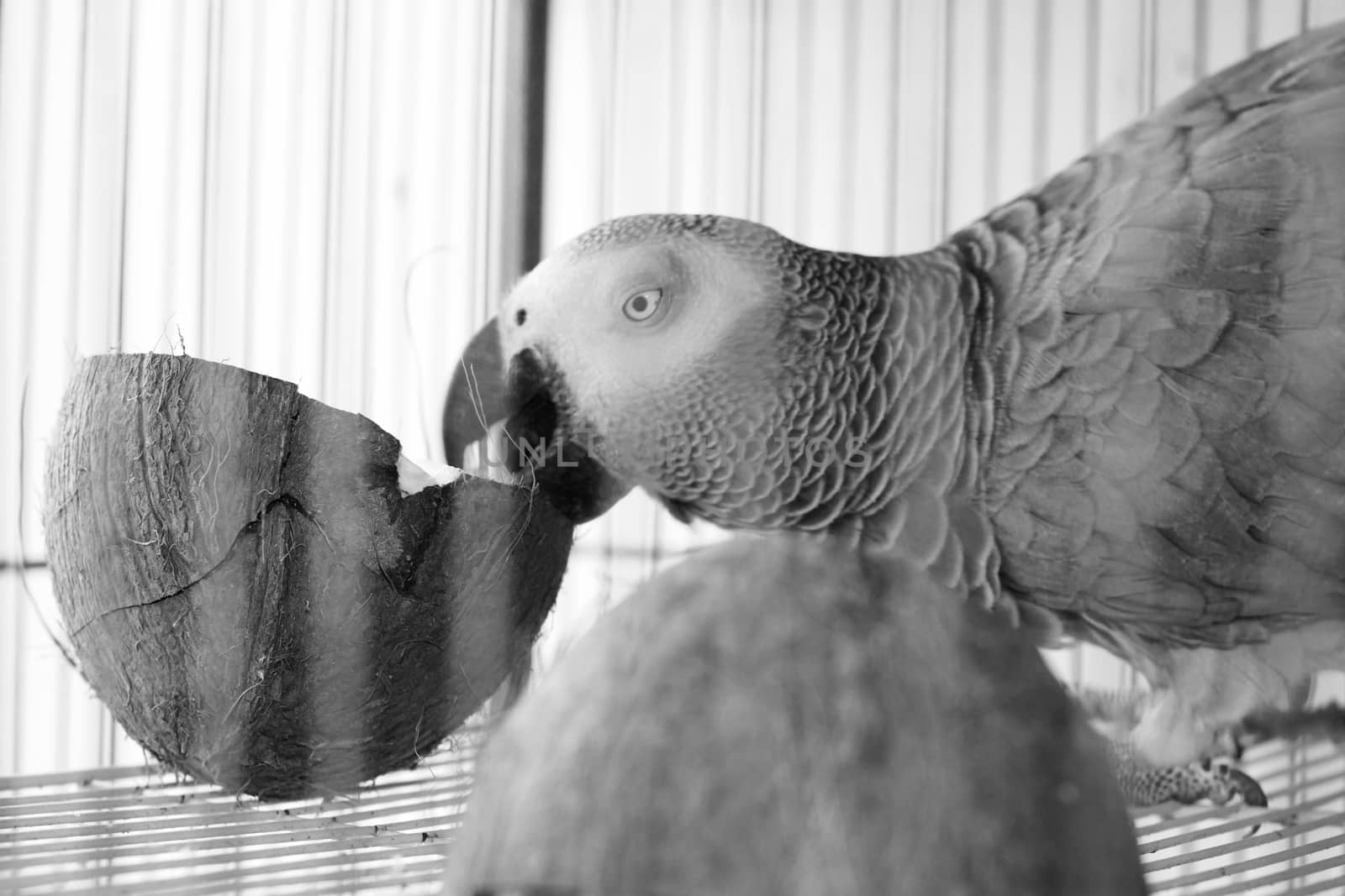 Big african grey parrot in cage with coconut fruit. Bird food concept.