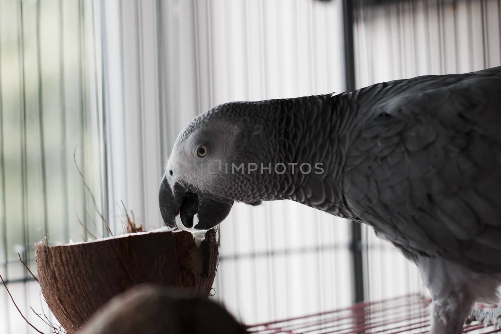 Big african grey parrot in cage with coconut fruit. Bird food concept.