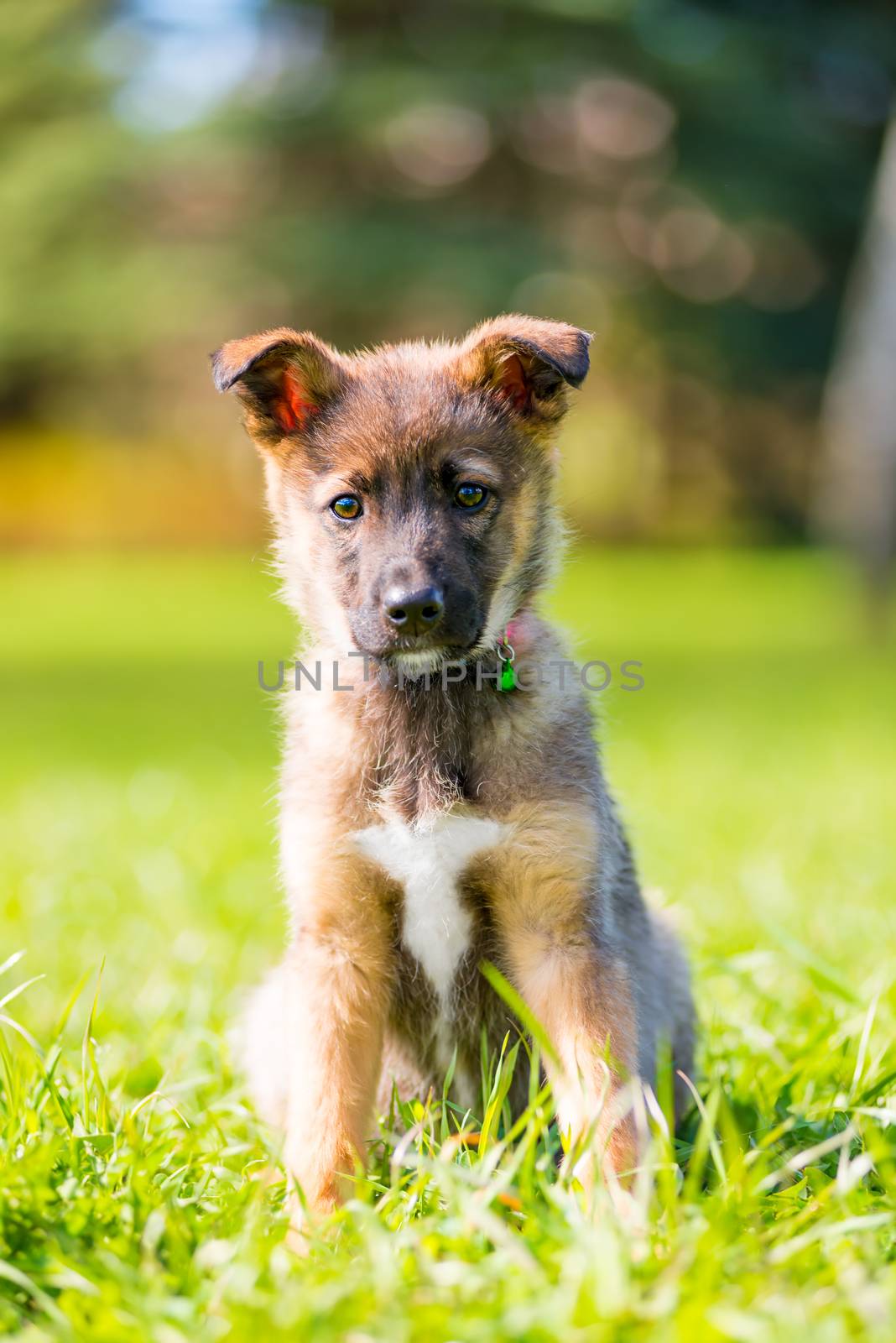 vertical portrait of a puppy in a park on green grass on a summer day