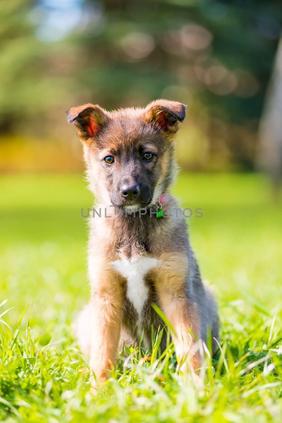 vertical portrait of a puppy in a park on green grass on a summe by kosmsos111