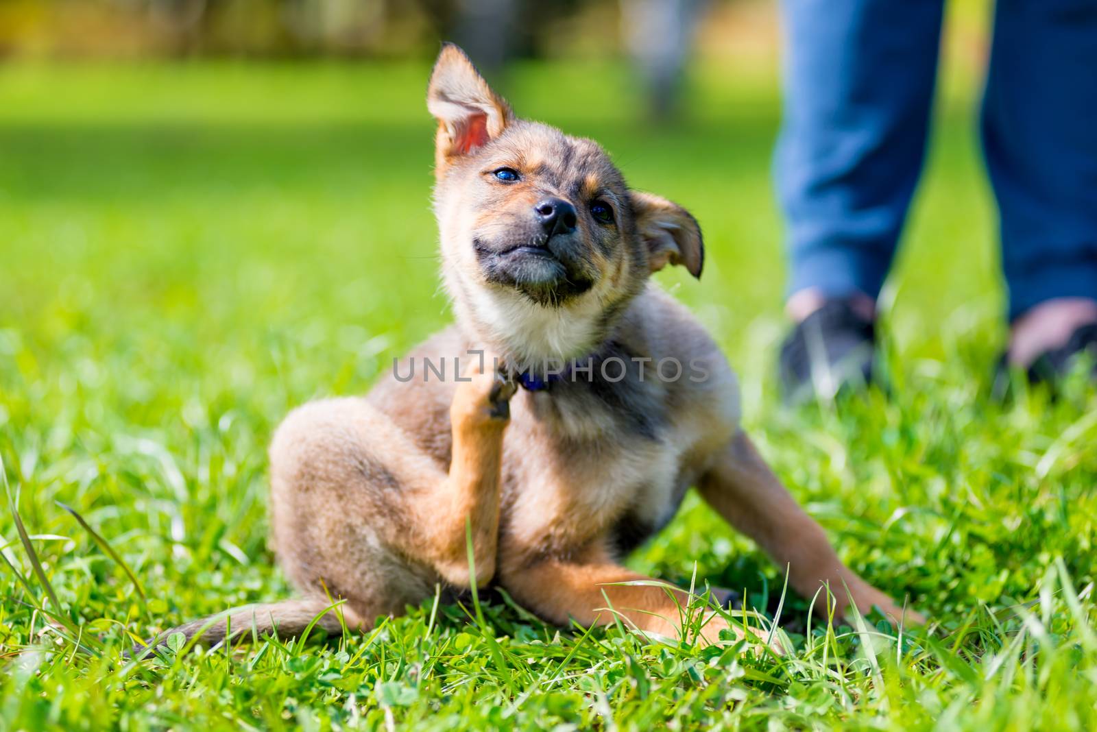 little puppy paw scratching his neck sitting on the grass by kosmsos111