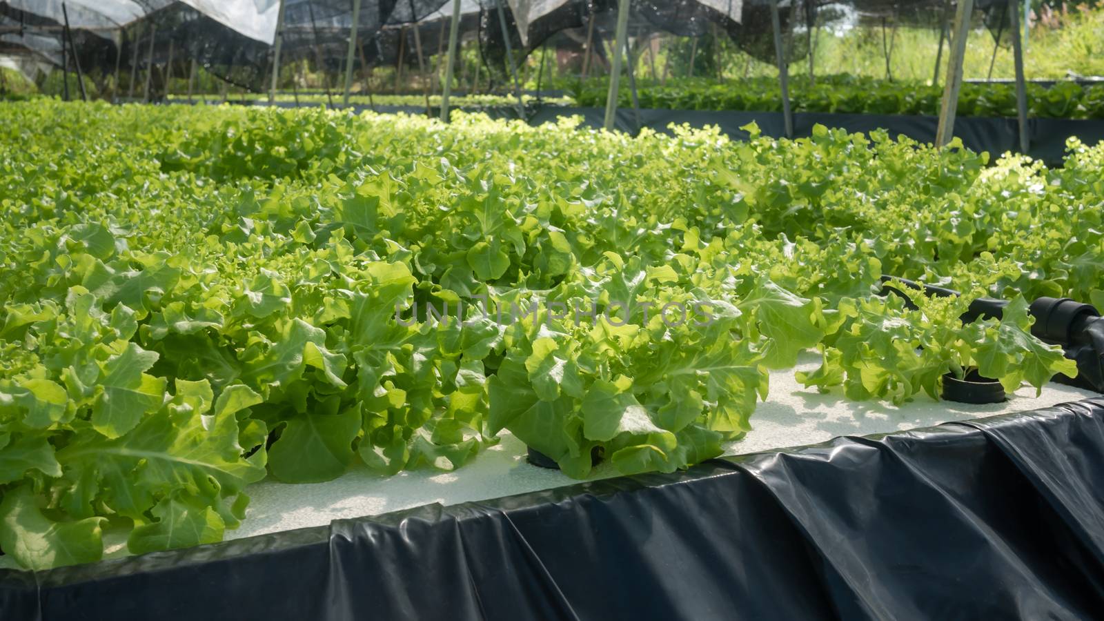 Hydroponic green oak lettuce growing in cultivation farm