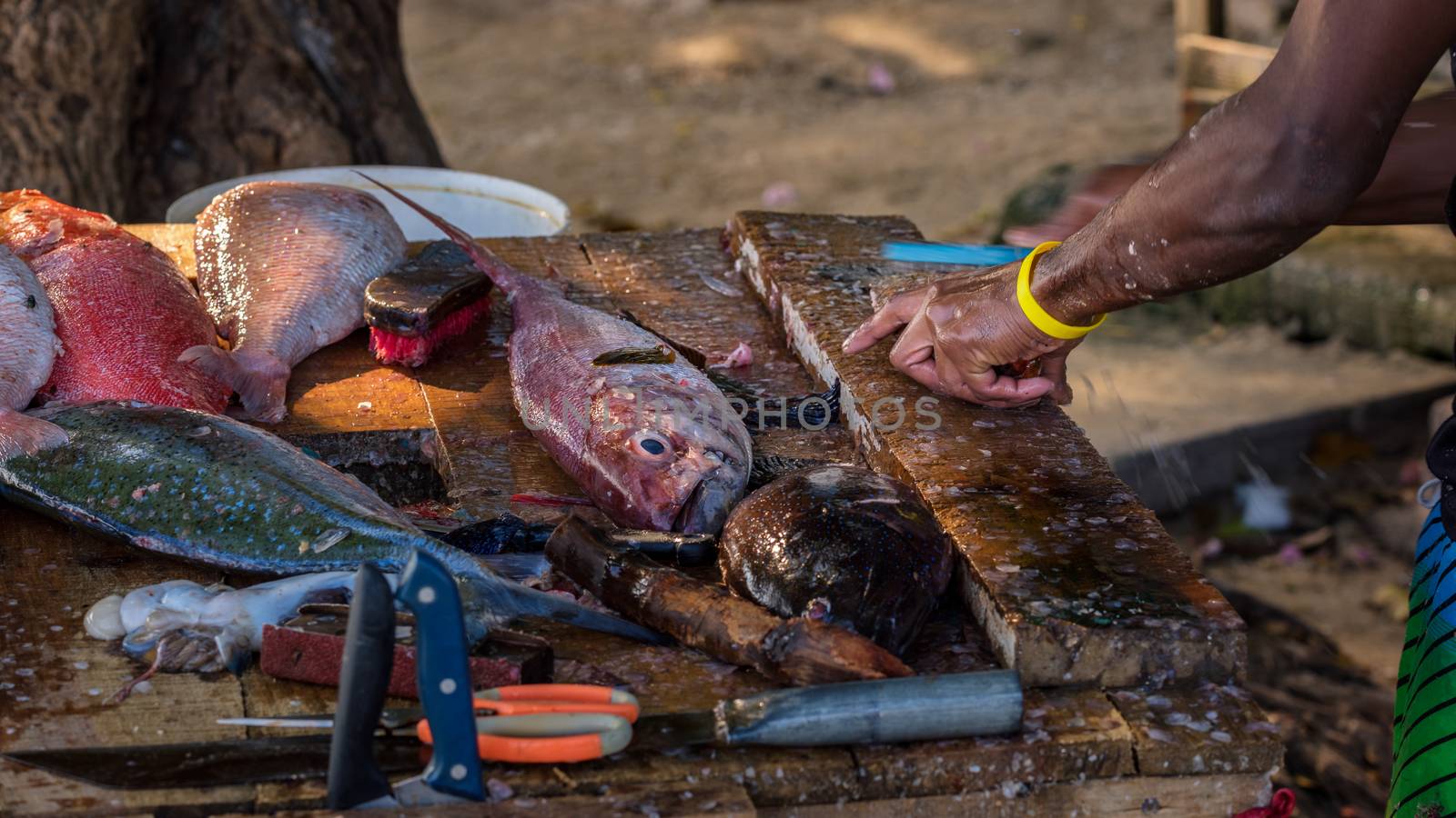 Close up to fisher's hands cleaning the fresh fish on a dirty wooden table on the beach,Mauritius.