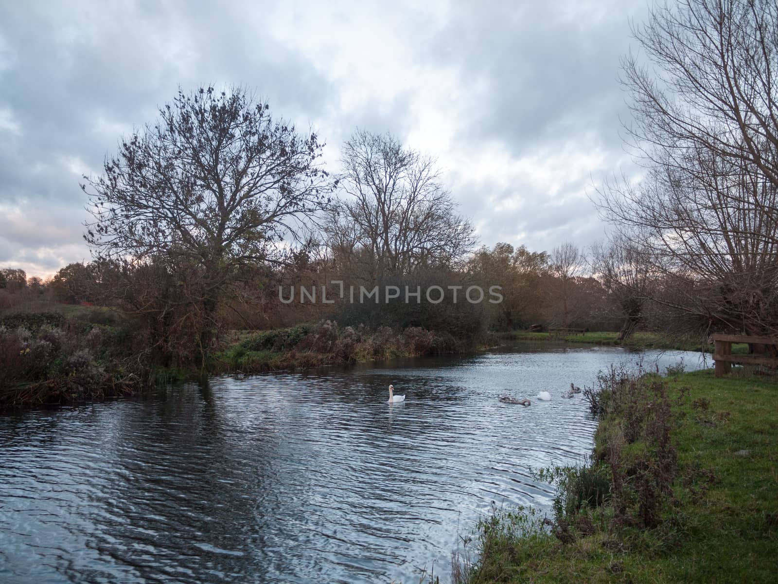 beautiful lake country autumn swans family cygnets swimming floa by callumrc