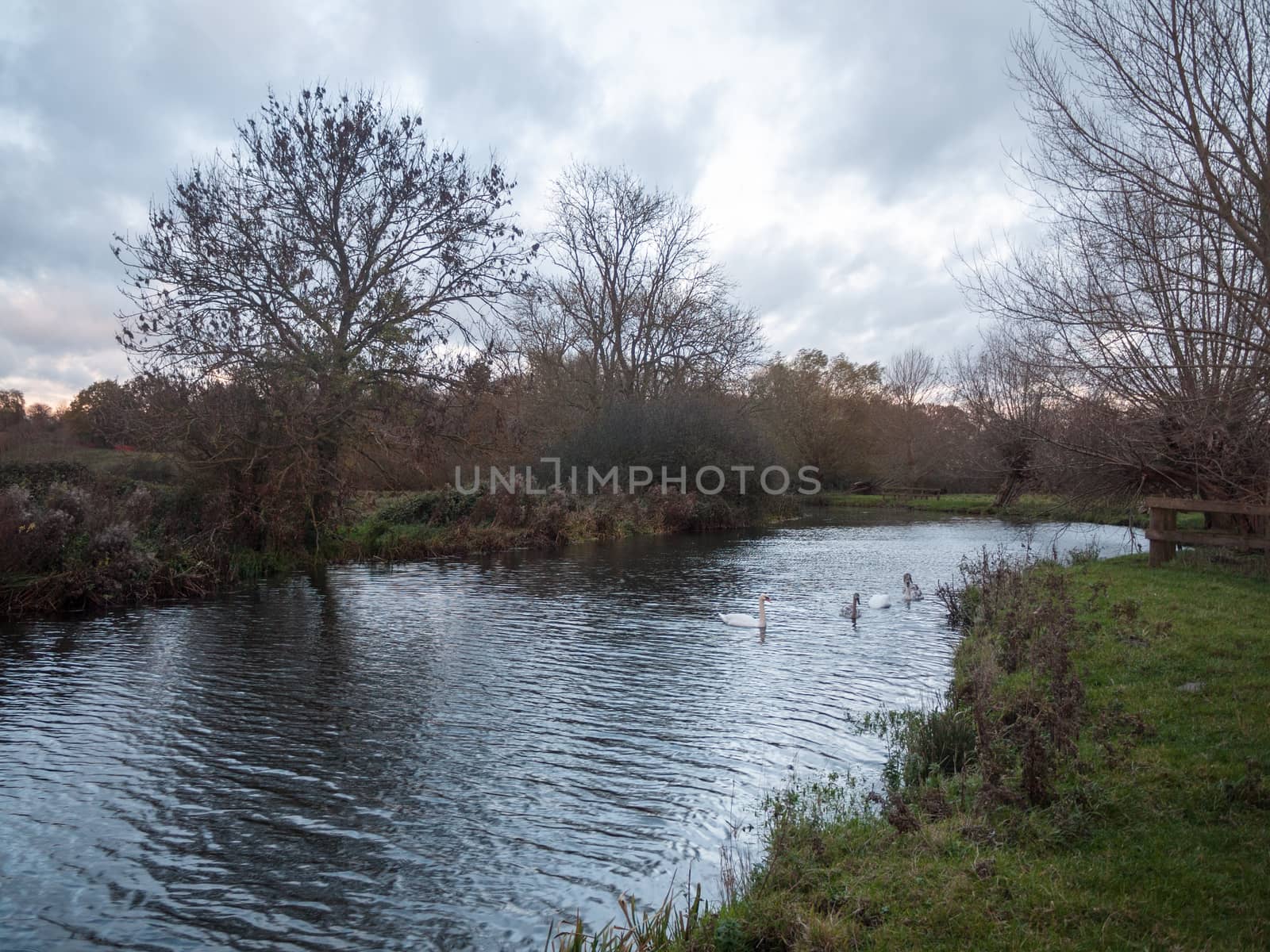 beautiful lake country autumn swans family cygnets swimming floa by callumrc