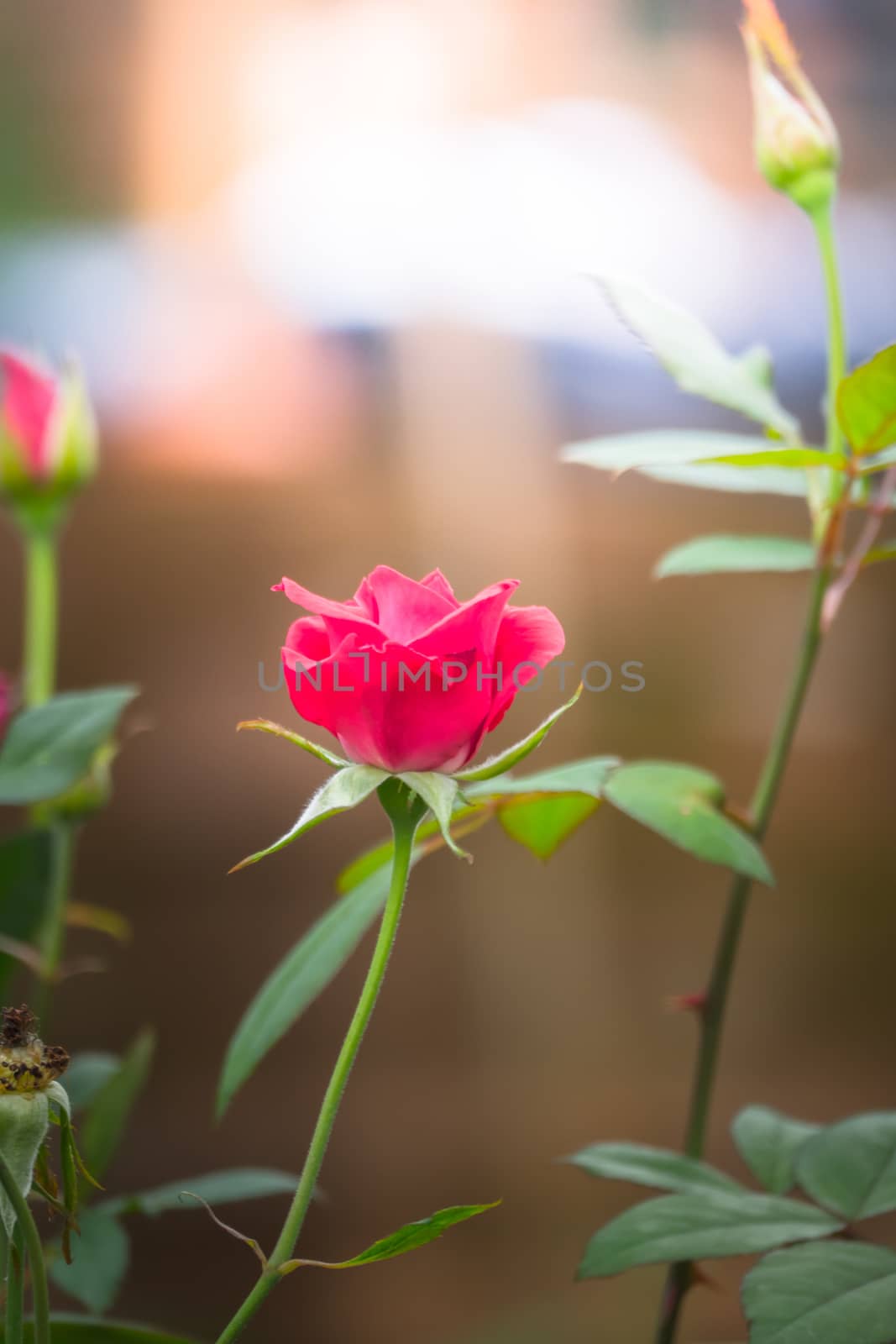 Roses in the garden, Roses are beautiful with a beautiful sunny day.