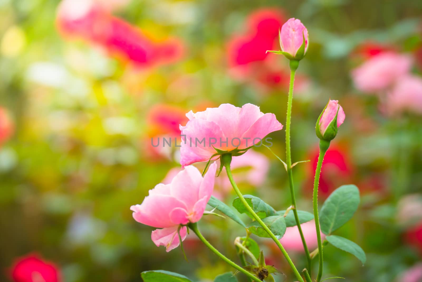 Roses in the garden, Roses are beautiful with a beautiful sunny day.