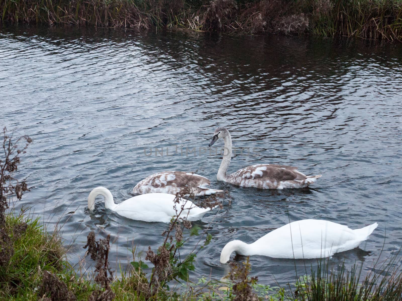 beautiful view of family of white mute swans and cygnets lake by callumrc