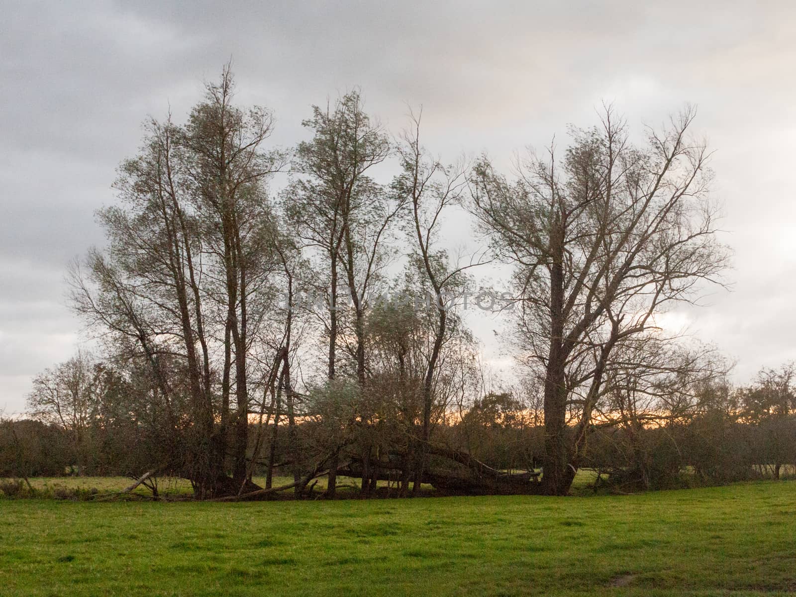beautiful tall bare autumn trees in open field autumn dedham; essex; england; uk