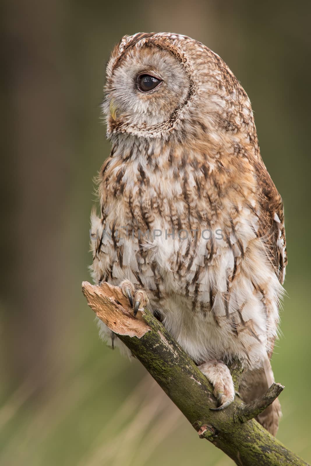 Tawny owl by alan_tunnicliffe