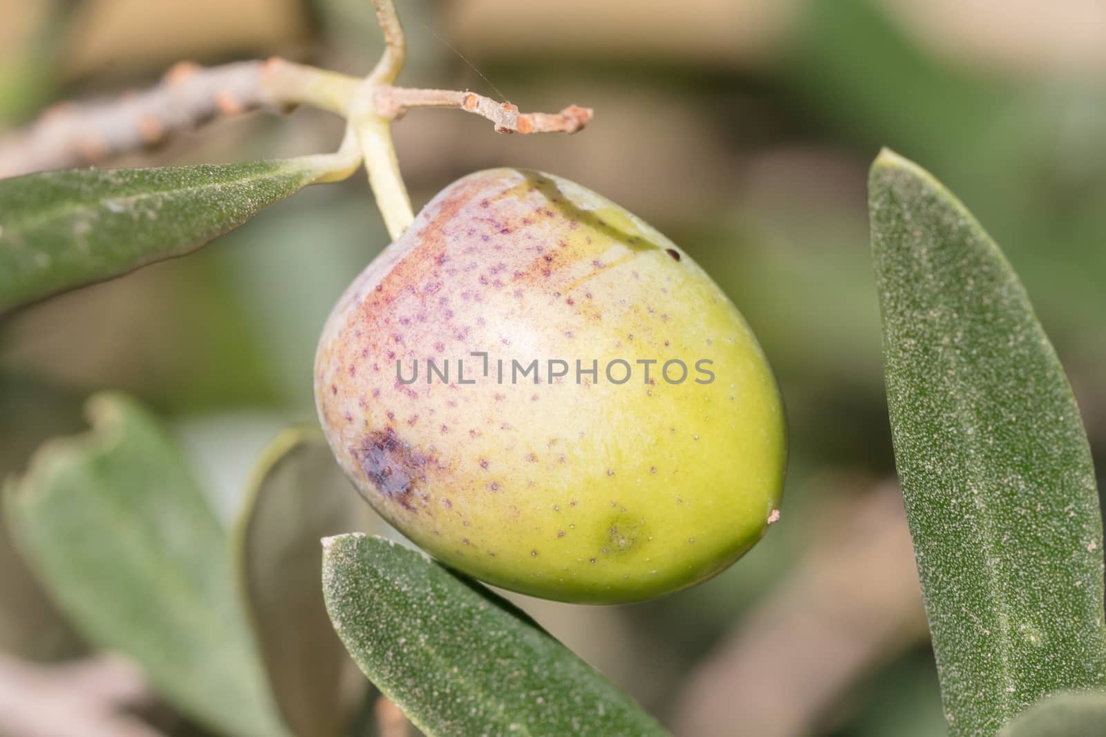 Olive in a tree - Private garden in Greece