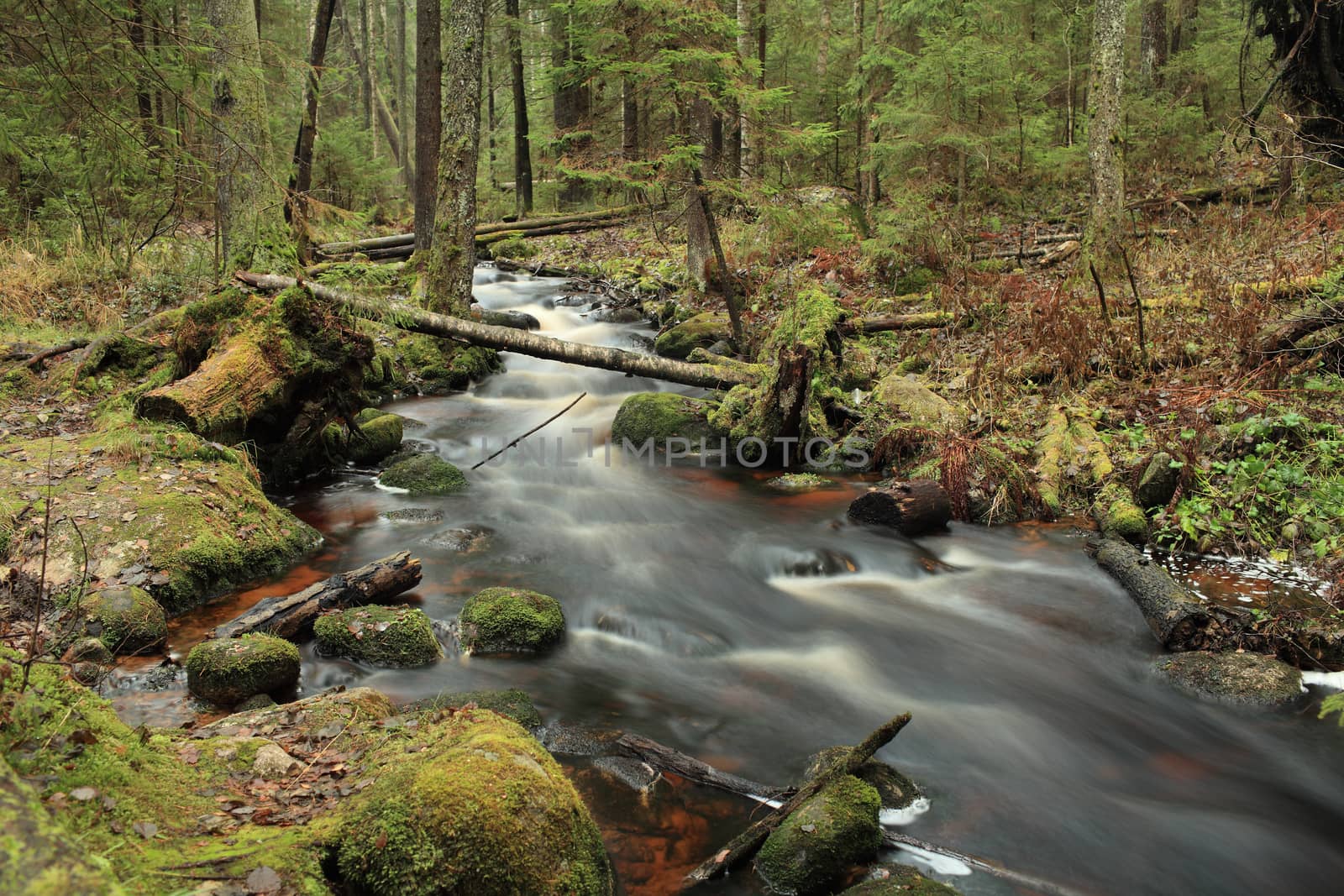 rapid stream picturesque forest landscape, long exposure