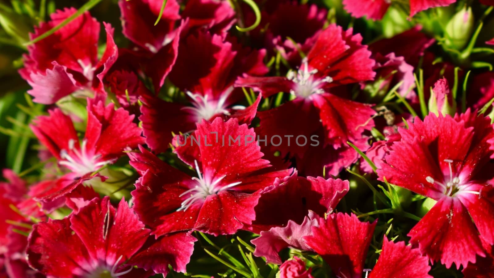 Red garden Perennial Summer Flower Closeup