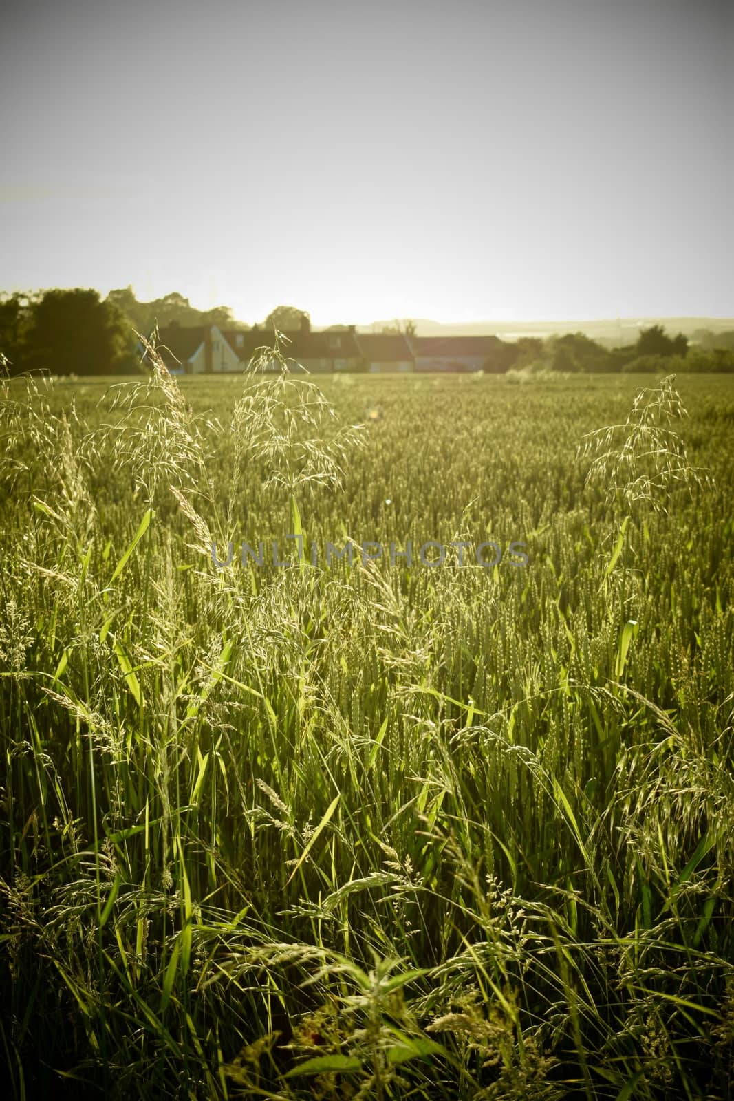 country farming scene long grass around field of corn in early evening light