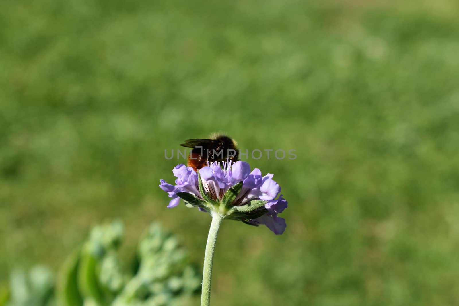 Honey Bee on Purple Flower on summers day in garden