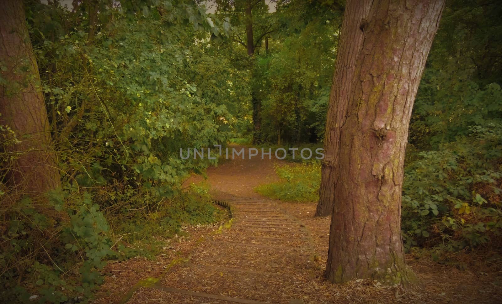 Forest woodland trail leading down a hill