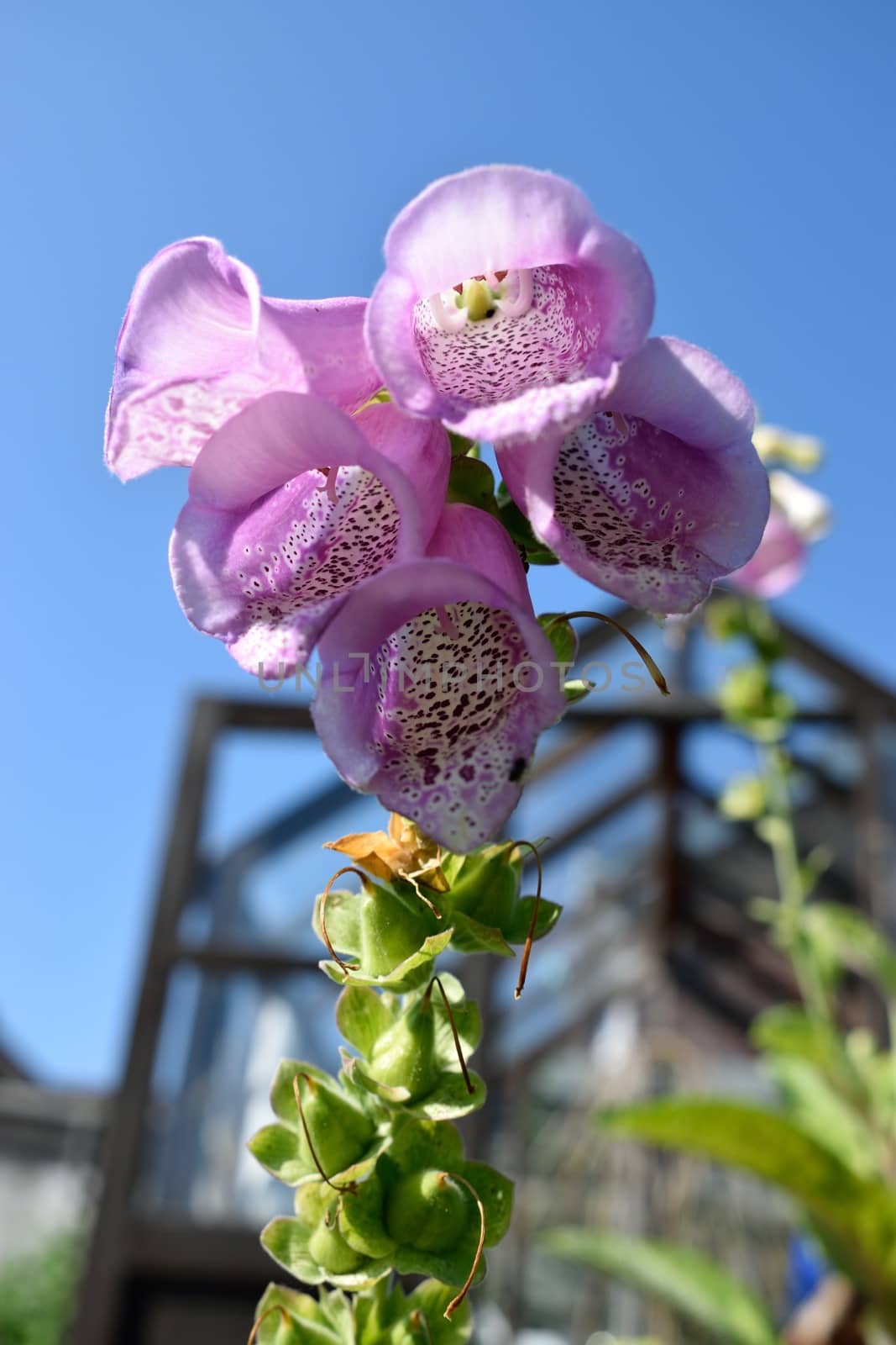 Close up of a foxglove in country garden with wooden greenhouse in background