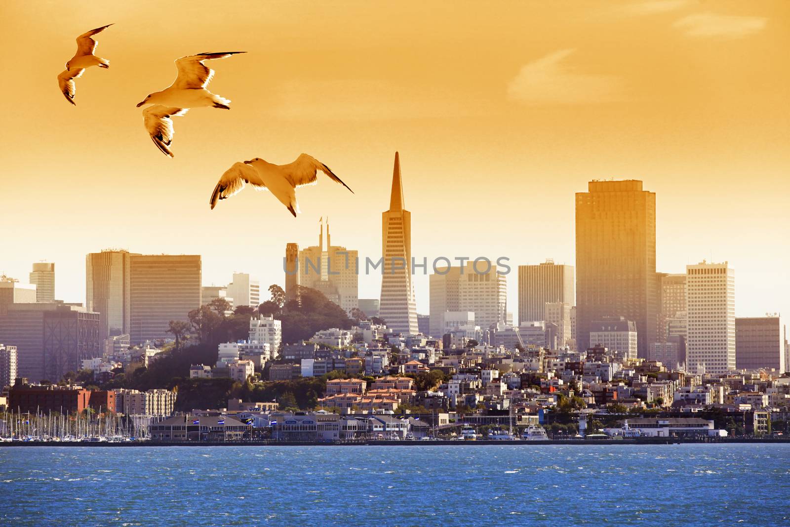 Seagulls flying over the bay on the background of San Francisco
