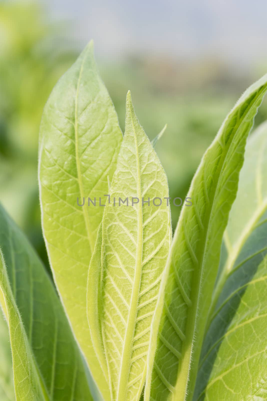 Nicotiana tabacum  herbaceous plant by stoonn