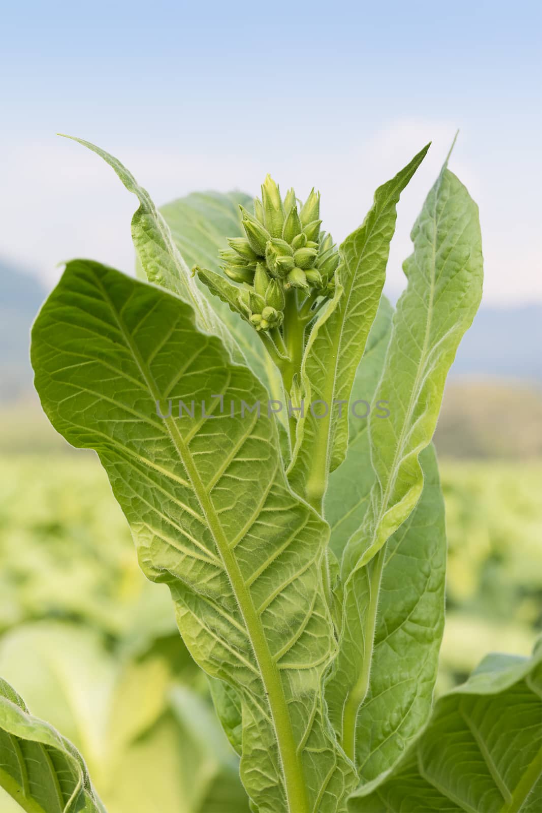 Nicotiana tabacum  herbaceous plant by stoonn