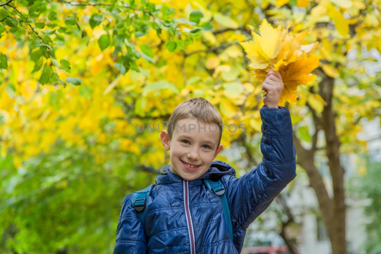 Schoolboy with yellow maple leaves by Angel_a
