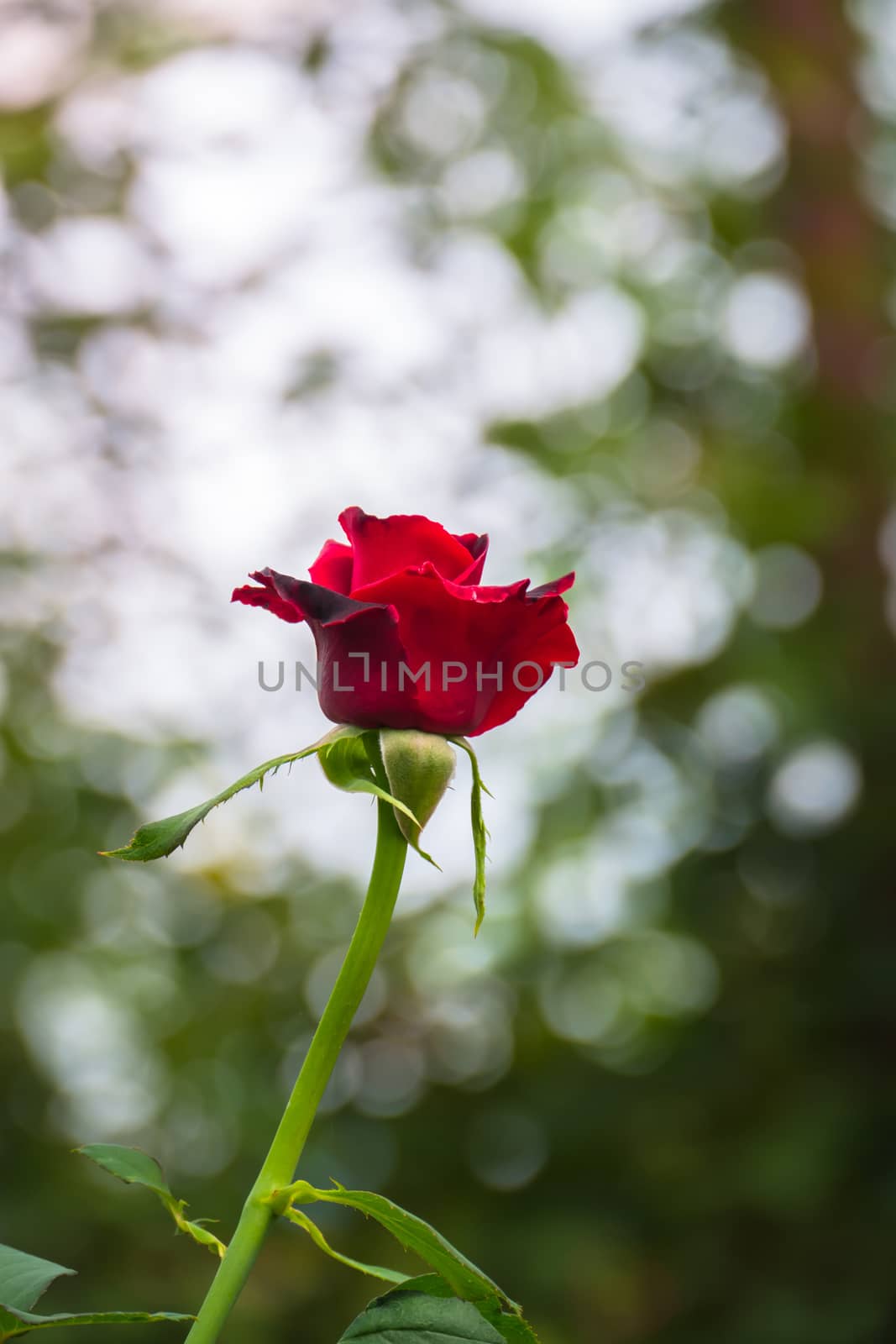 Roses in the garden, Roses are beautiful with a beautiful sunny day.