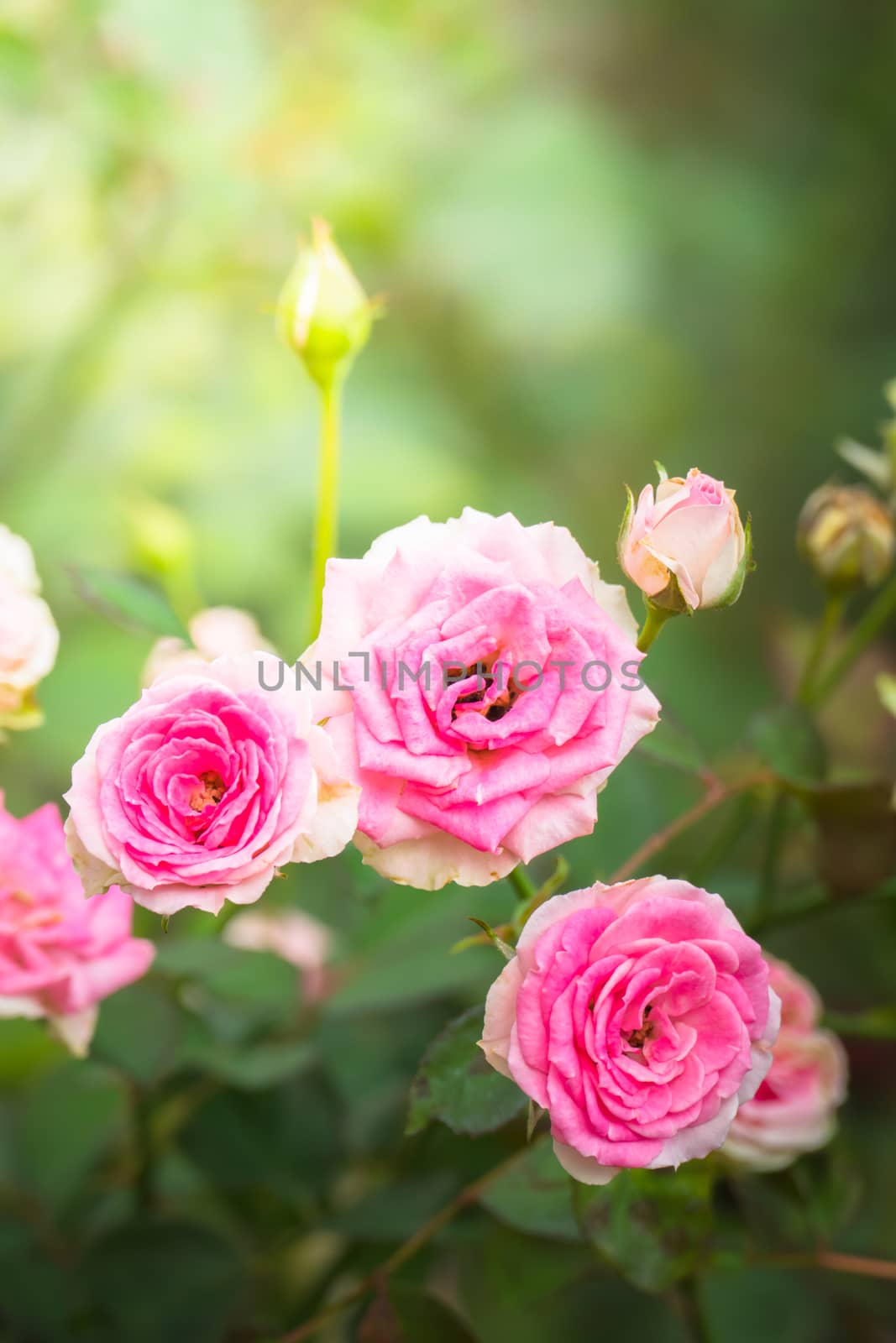 Roses in the garden, Roses are beautiful with a beautiful sunny day.