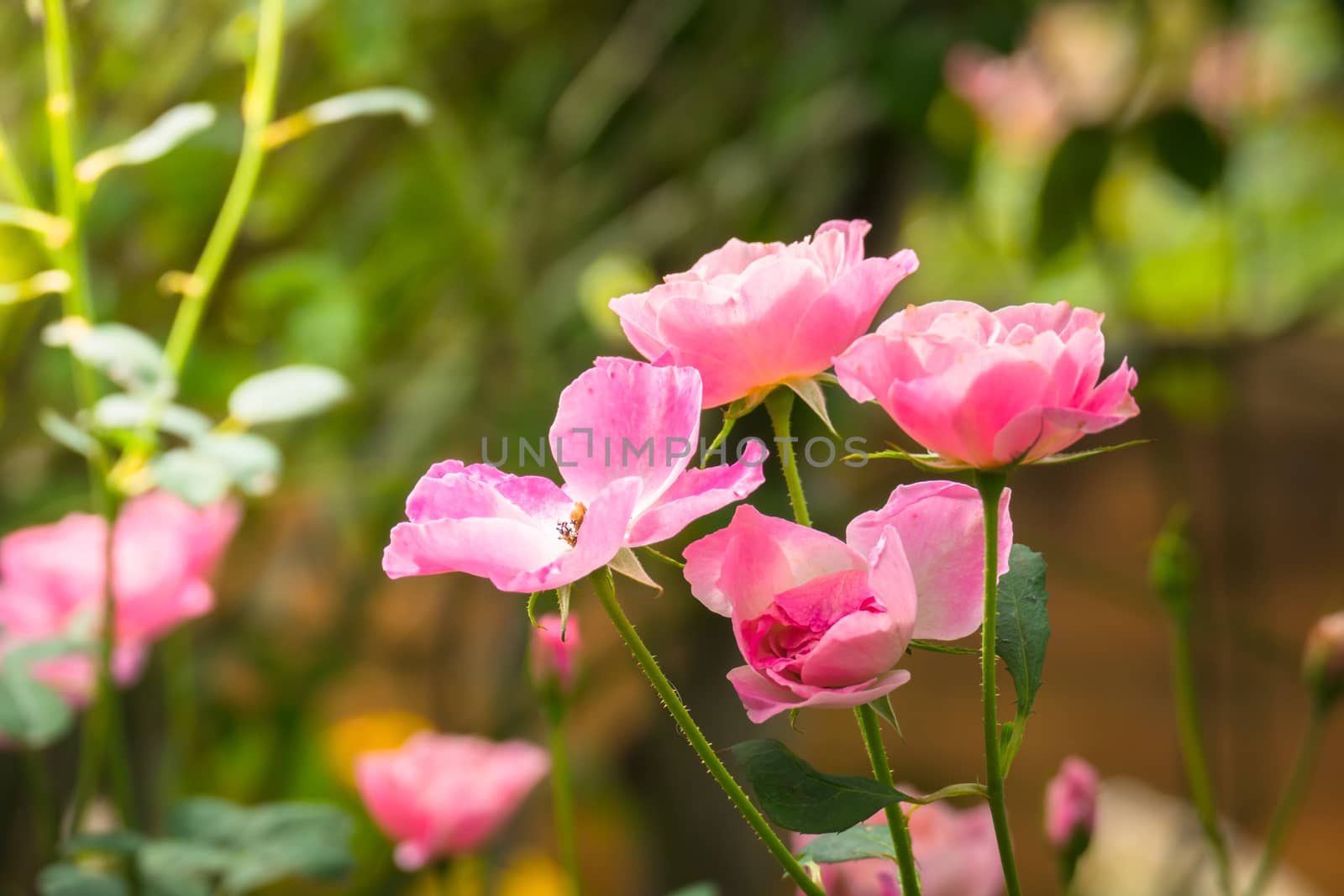 Roses in the garden, Roses are beautiful with a beautiful sunny day.