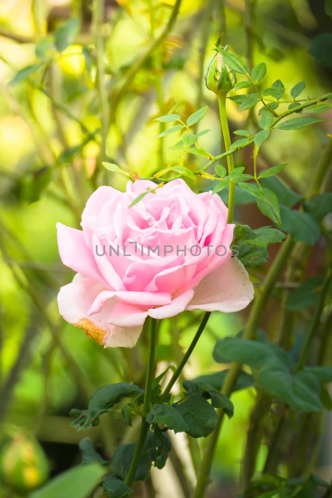 Roses in the garden, Roses are beautiful with a beautiful sunny day.