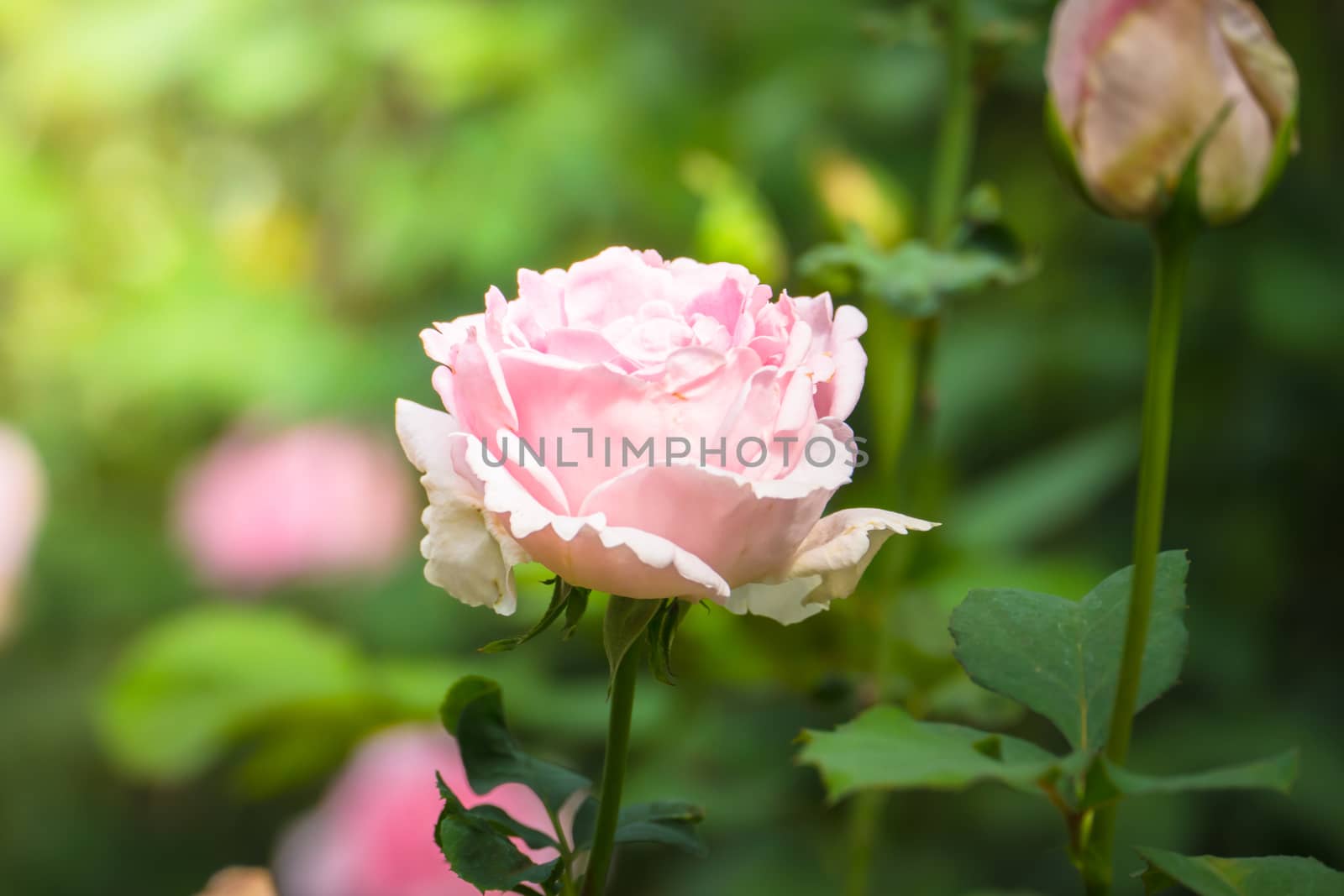 Roses in the garden, Roses are beautiful with a beautiful sunny day.