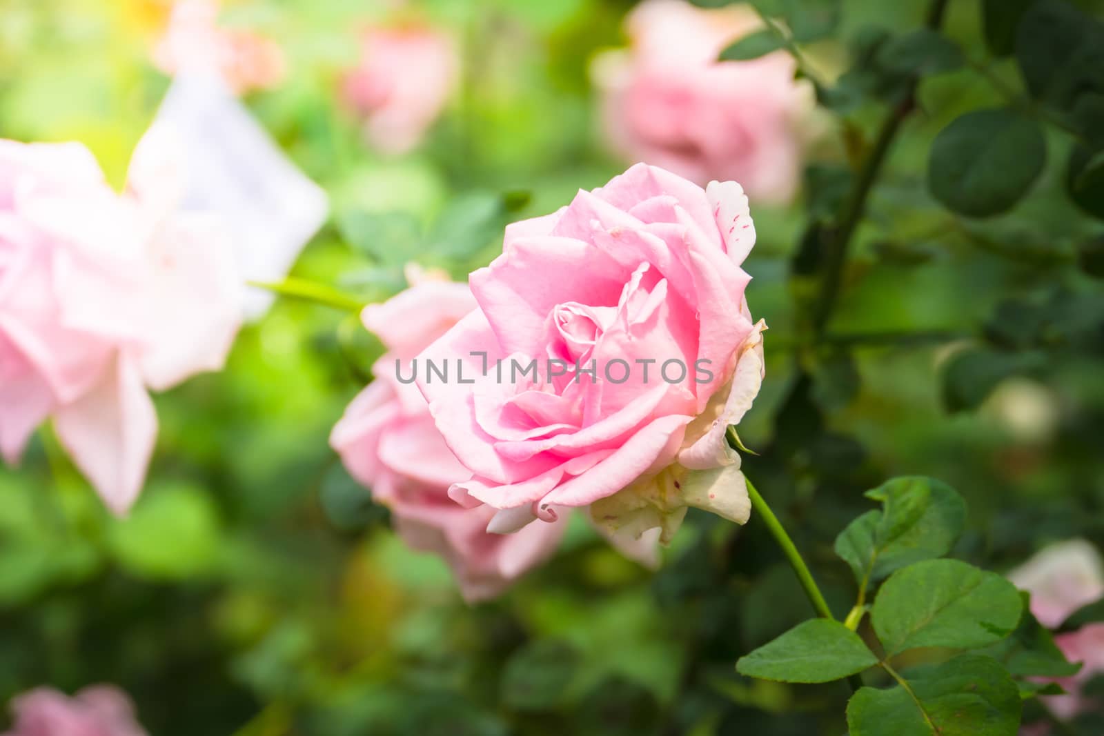 Roses in the garden, Roses are beautiful with a beautiful sunny day.