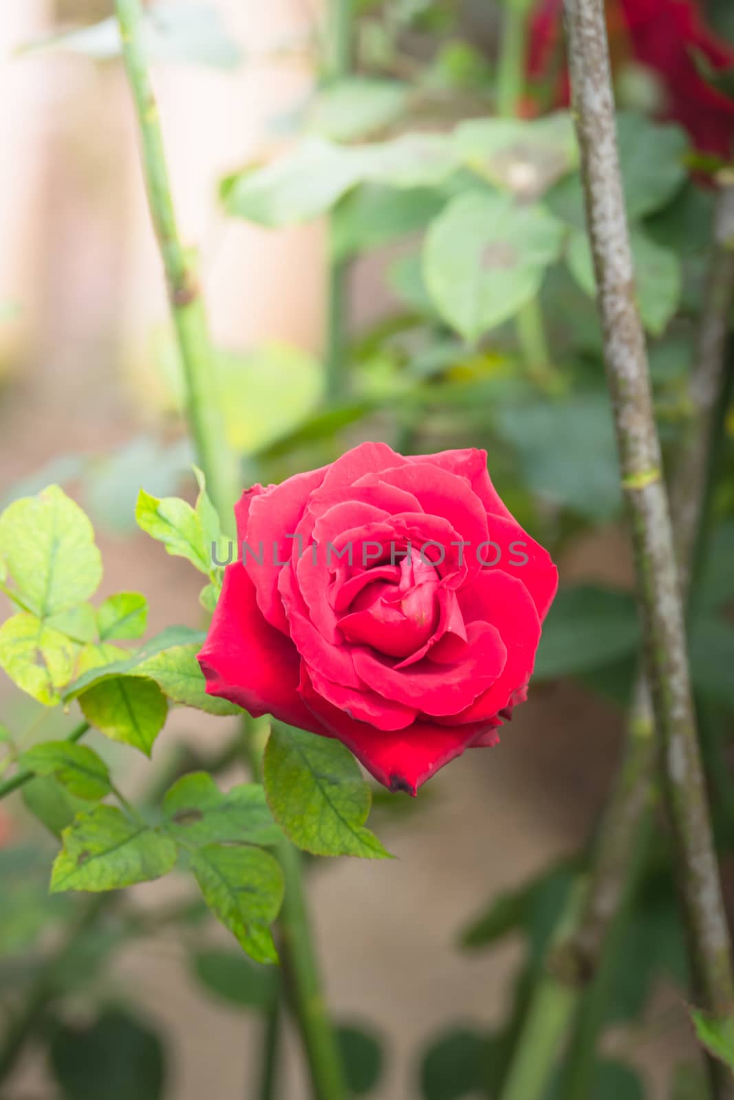 Roses in the garden, Roses are beautiful with a beautiful sunny day.