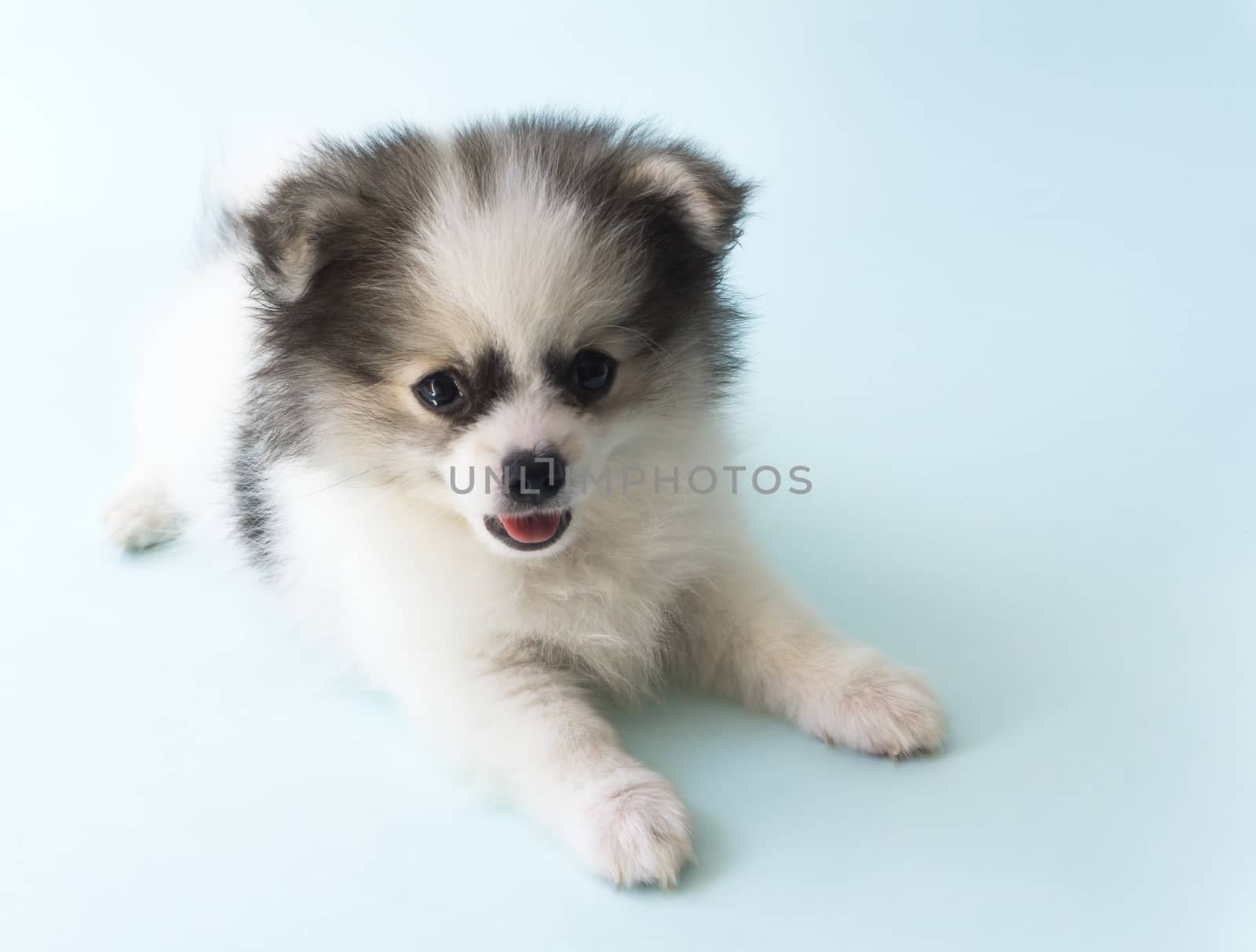 Closeup puppy pomeranian age 2 month with light blue background, dog healthy concept, selective focus